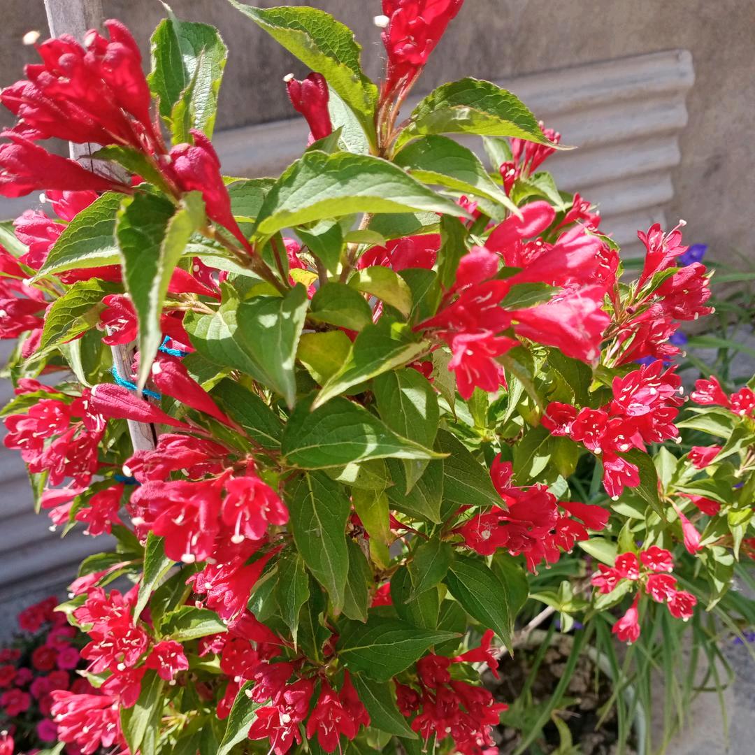小谭家有两宝