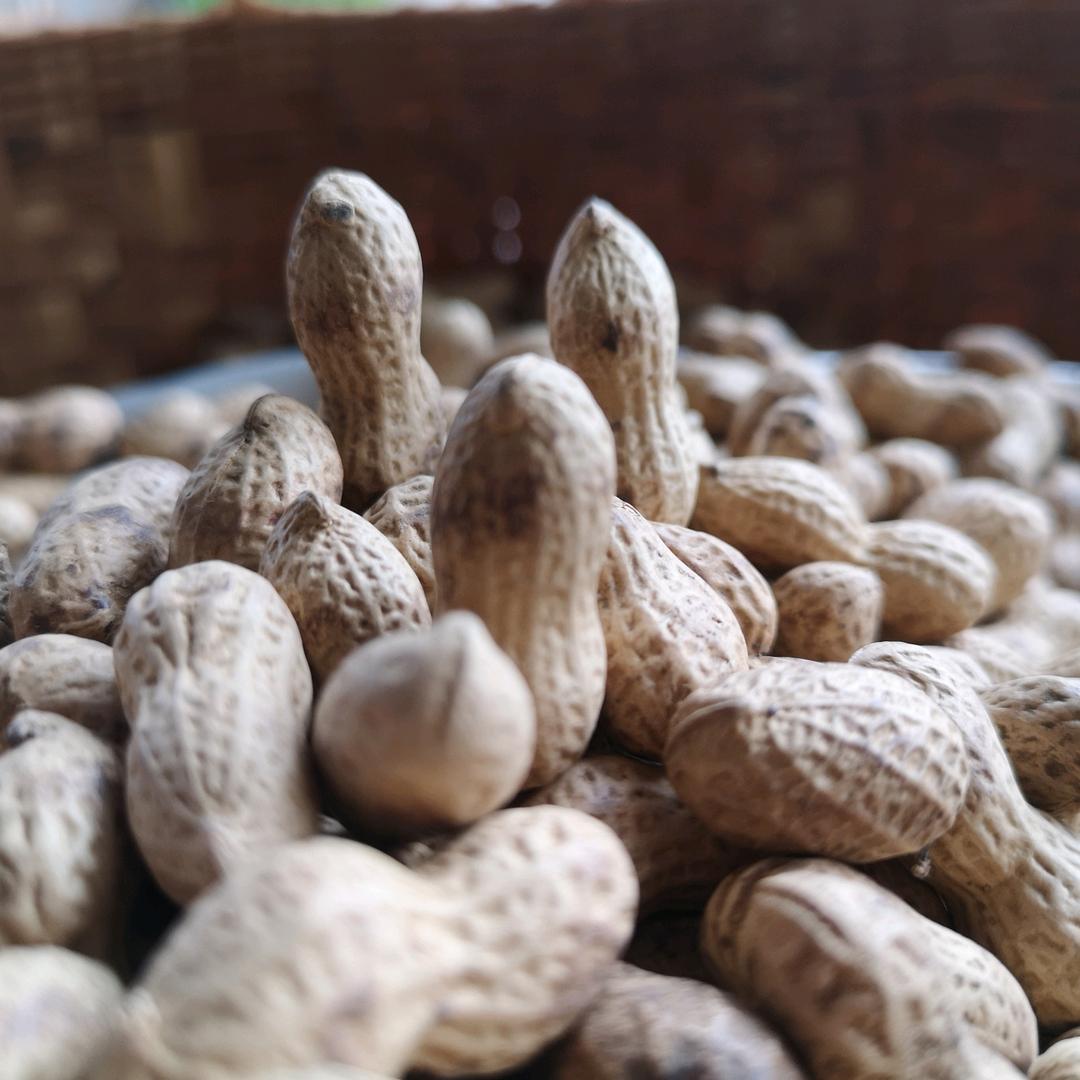 闽宁农湿炒花生