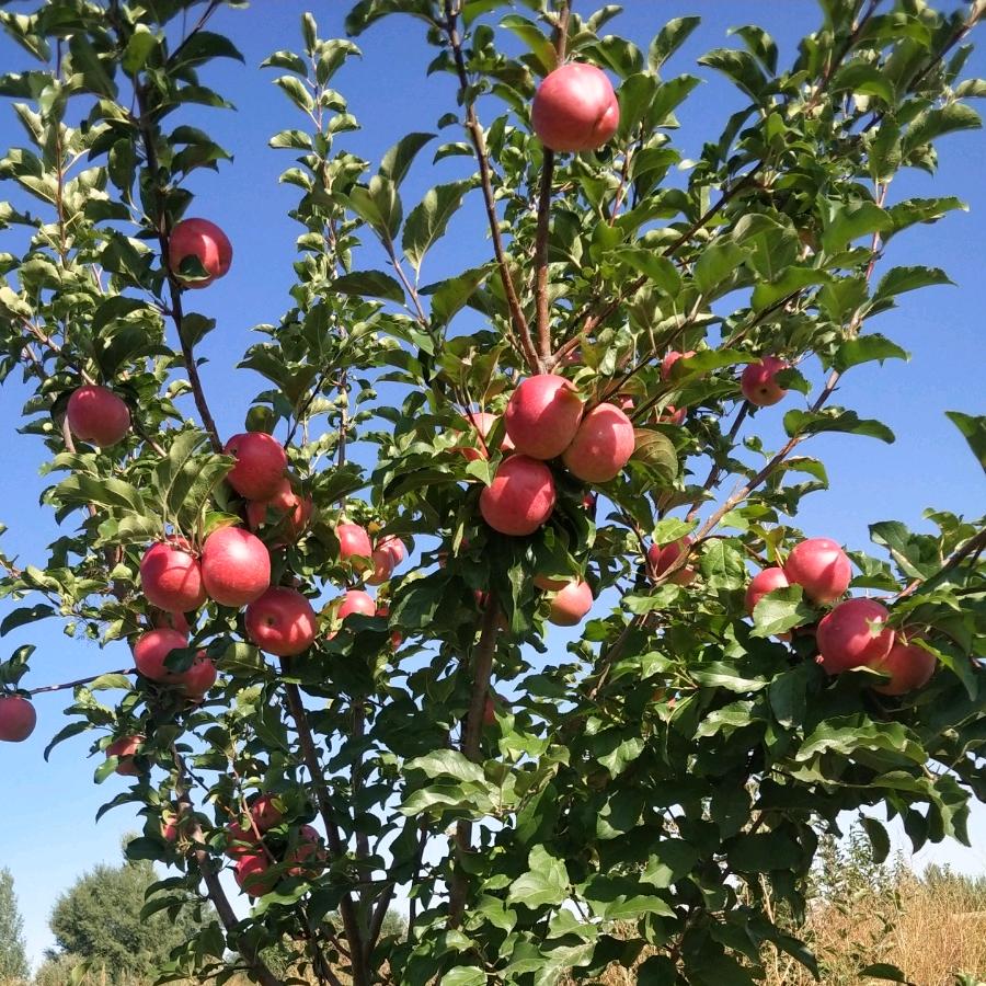 北屯一一小苹果