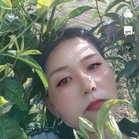 茶叶飘香