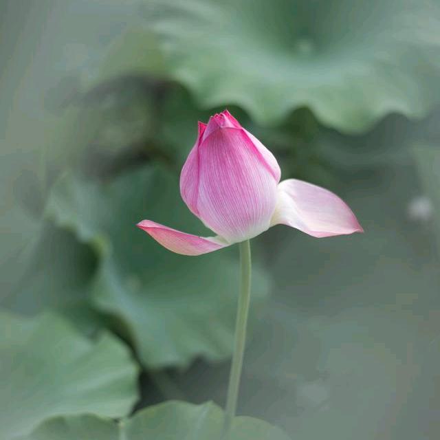 🍀✨小淇星星✨