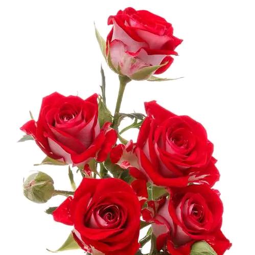 有缘千里来相会