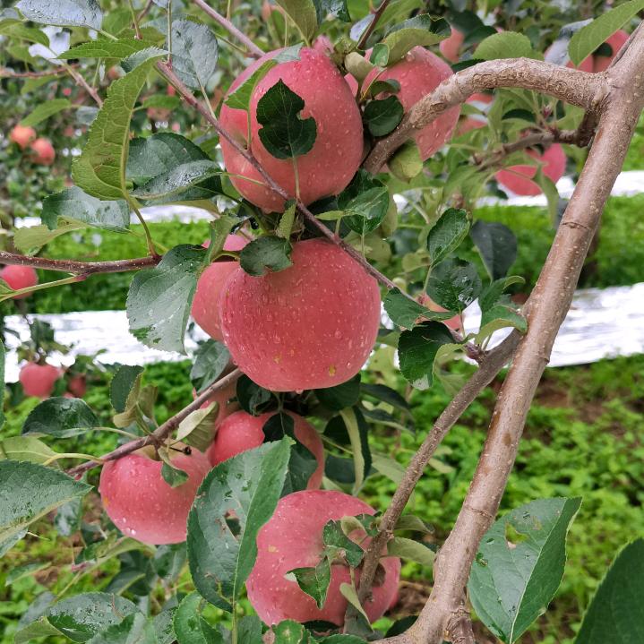 凉山盐源糖心苹果产地直销商