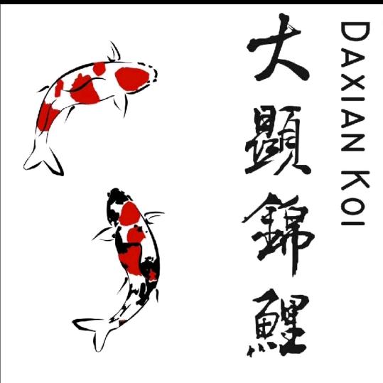 大显锦鲤