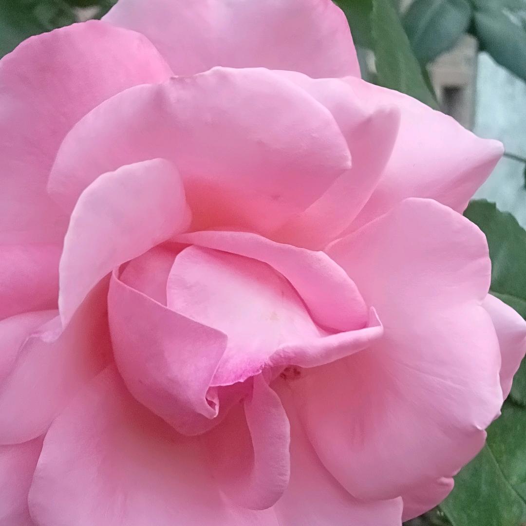 春天的绿草