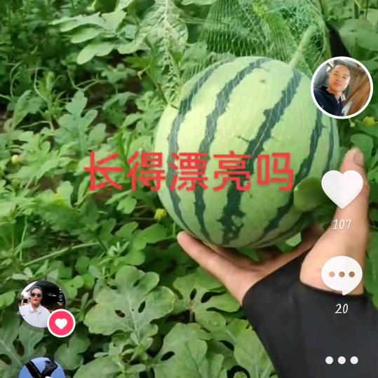 田园蜂