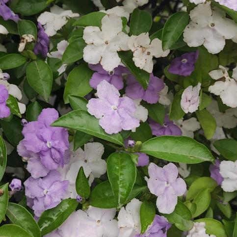 水草
