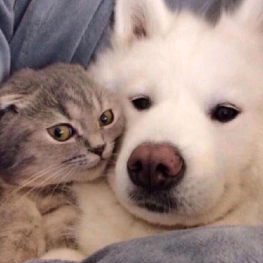 邢台旺宝莱宠物食品厂家直销