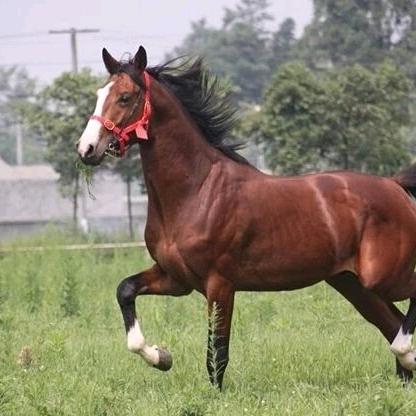 自由如风