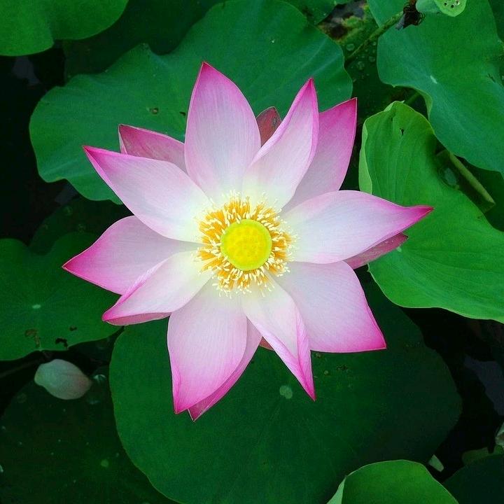 云（在家居士）