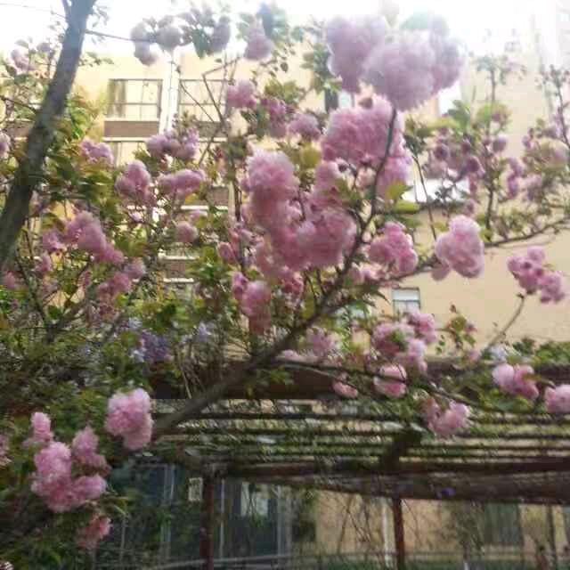 春暖花开🌹🌸