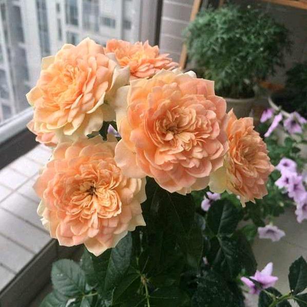 牧丹花(拒绝私聊)胡
