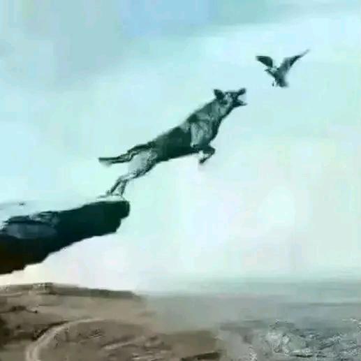 ^¥^放手一搏*•¥•*