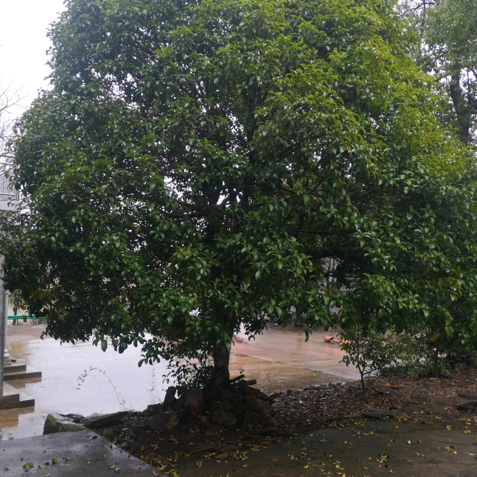 阳光老陈