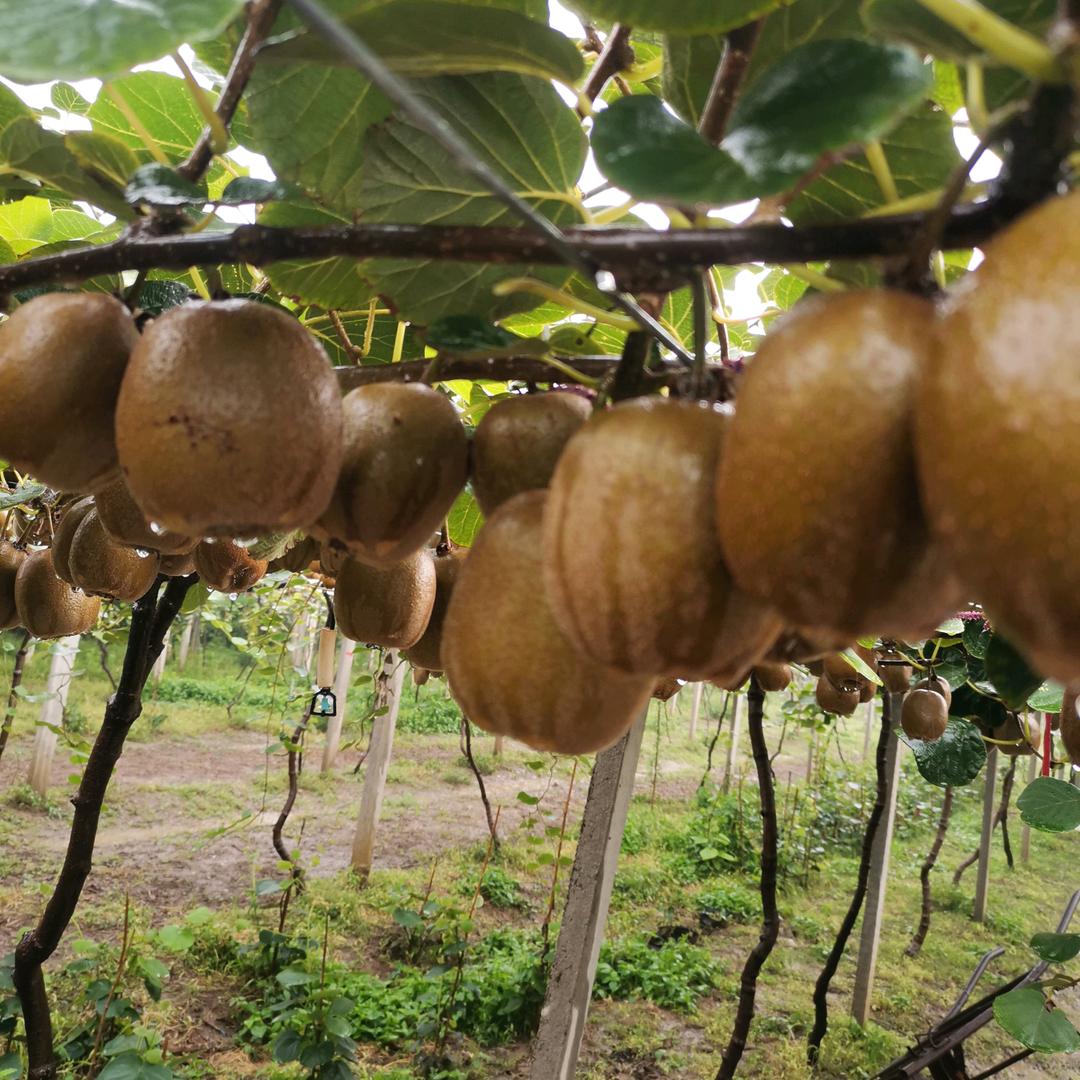 北店大桥猕猴桃采摘园