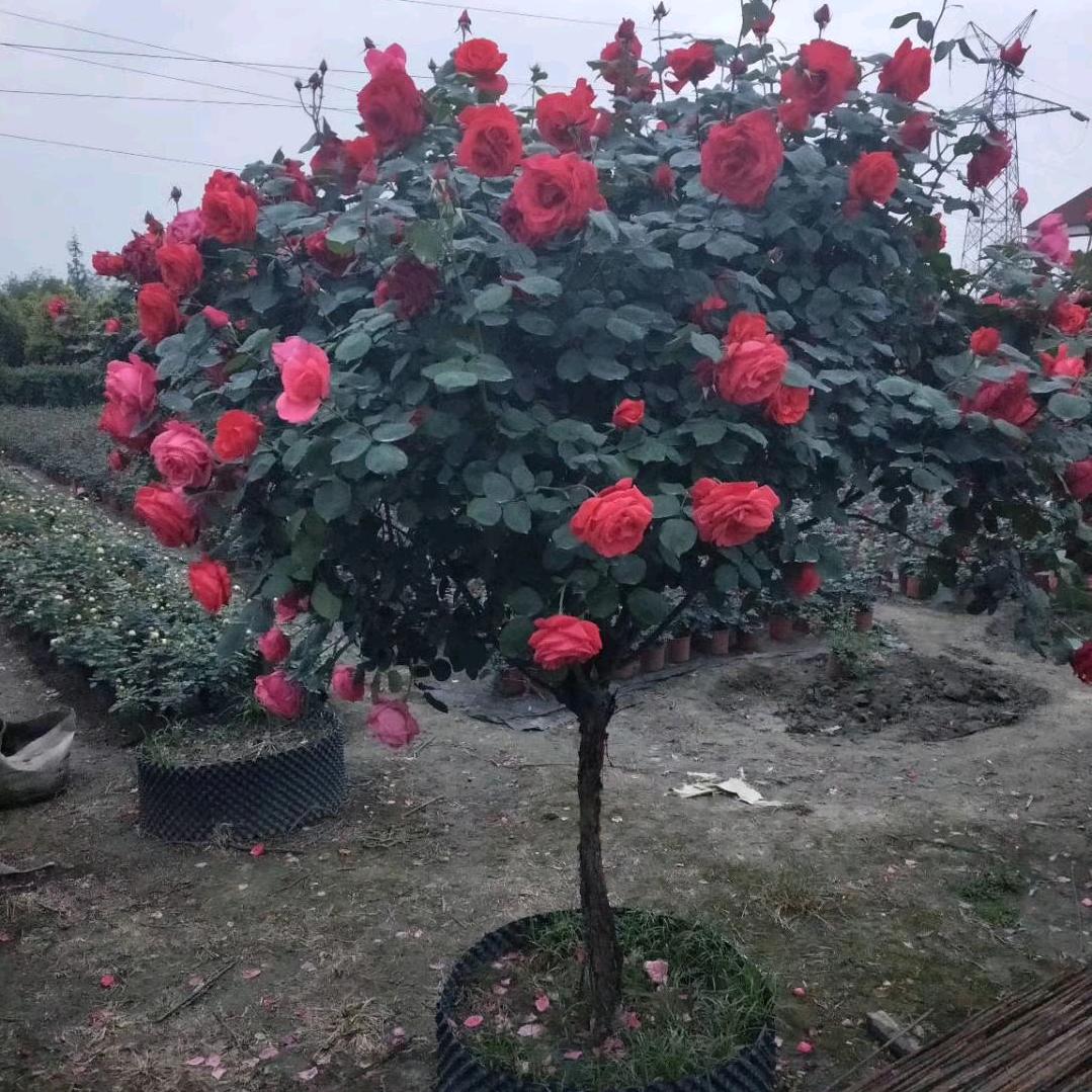 小菊花卉