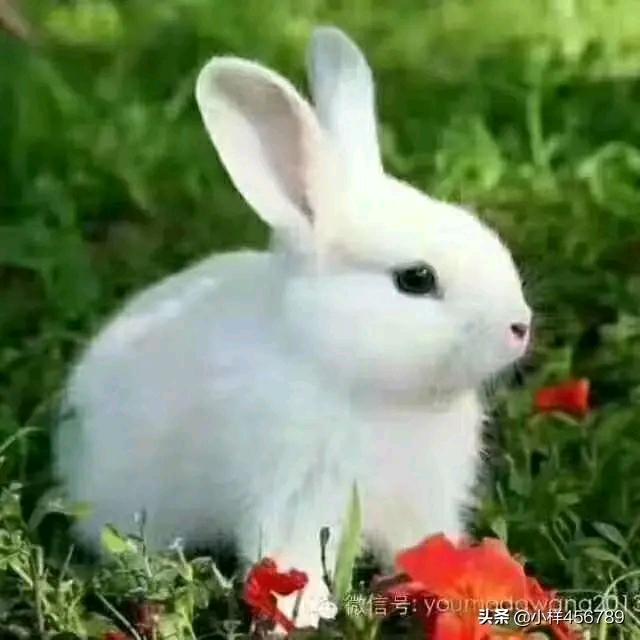吉豪莱整体厨柜