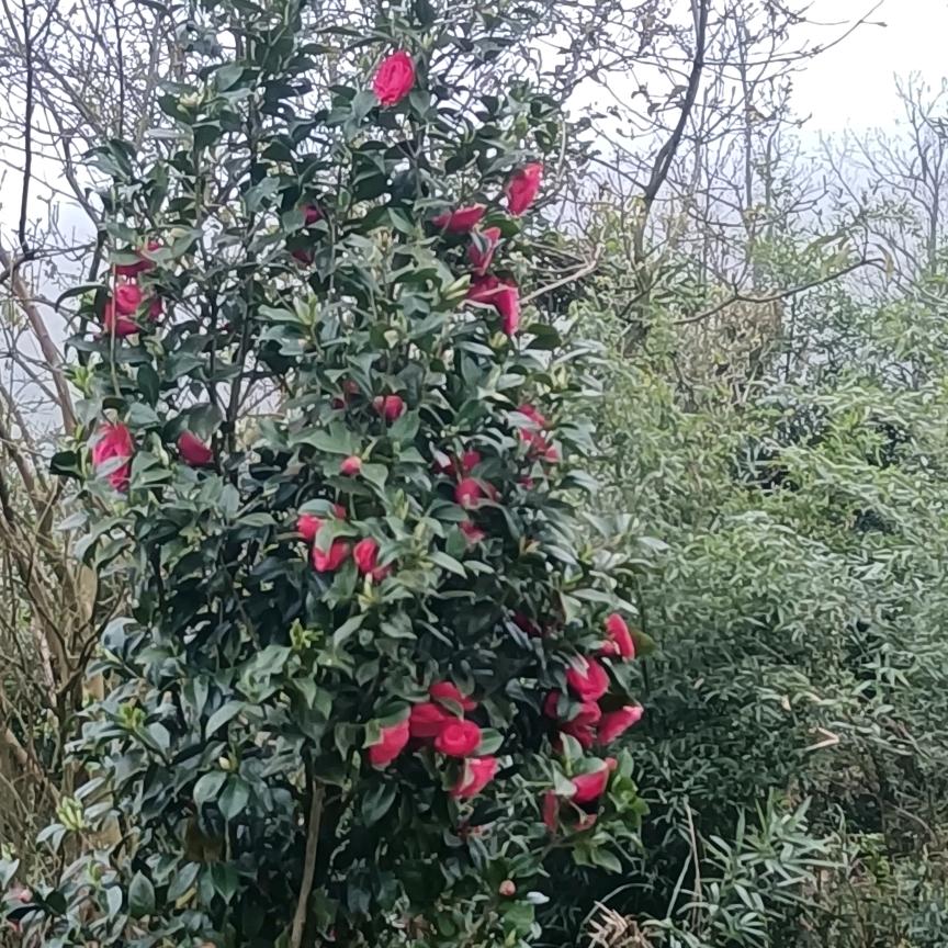 💞এ᭄ꦿ꯭ꫛ辉꧔ꦿএ᭄💕