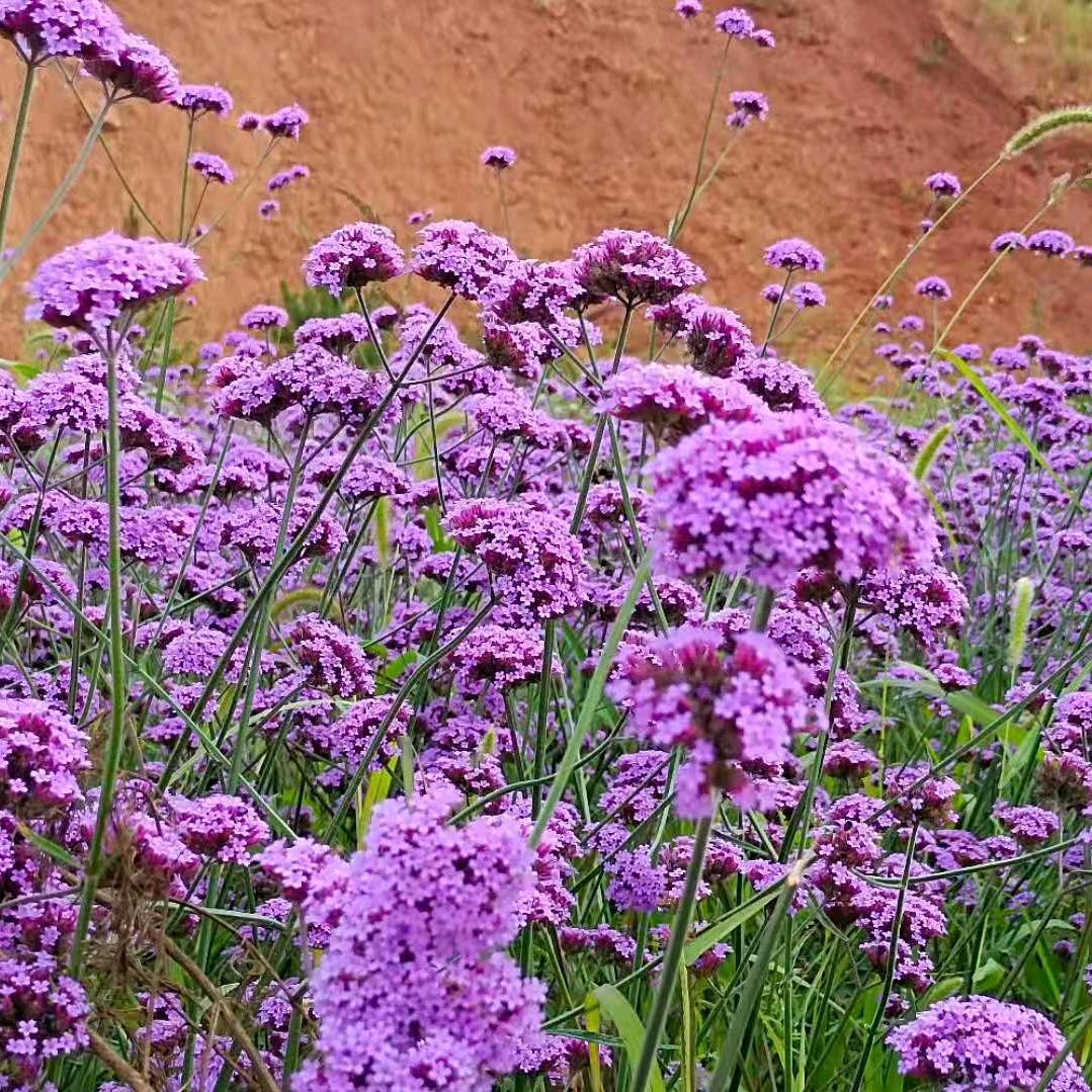 花的海洋（拒绝连赞）