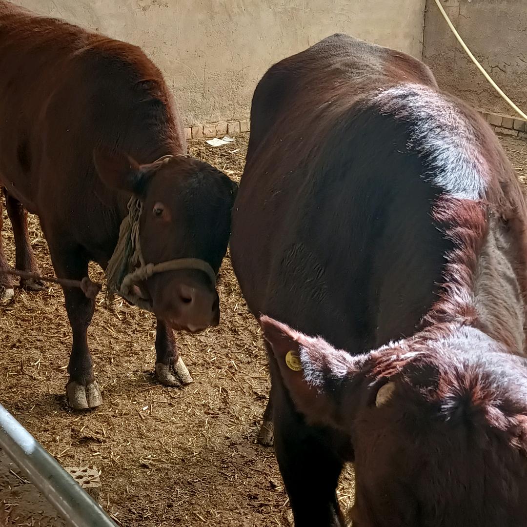 马能 《专 供 外贸 雪花 肥母牛》