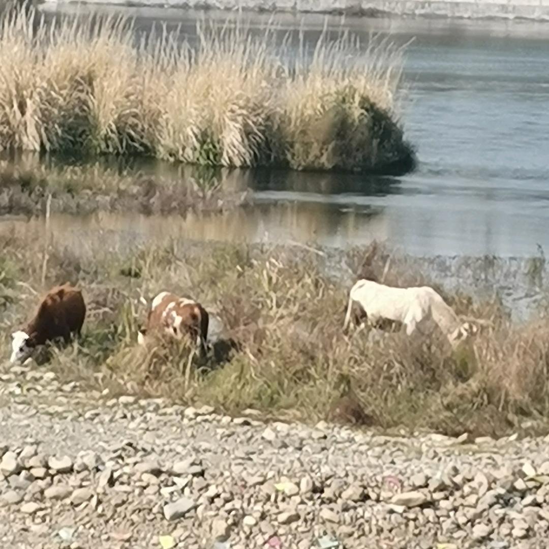 湘妹仔