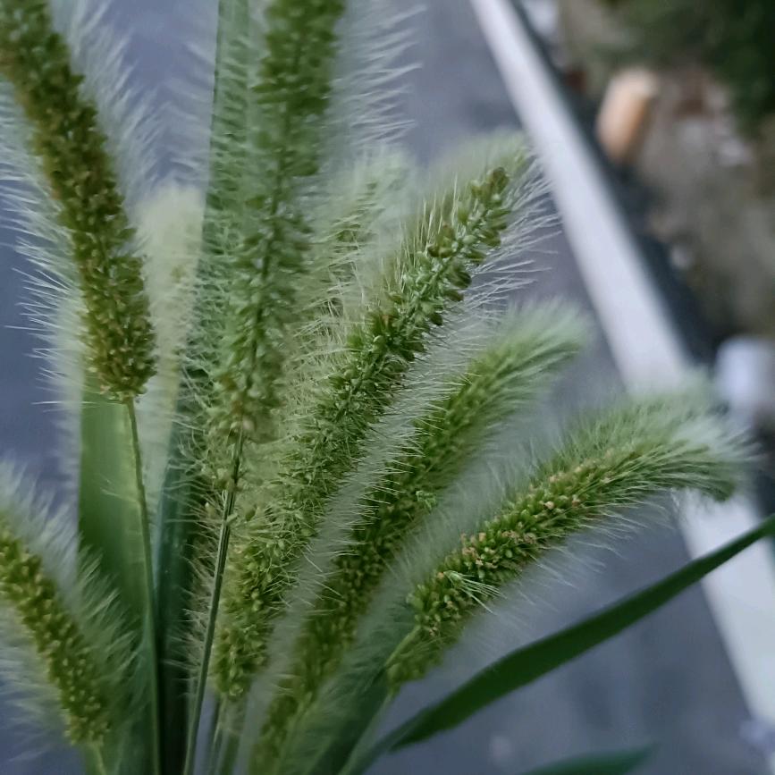 栀子花的悲伤