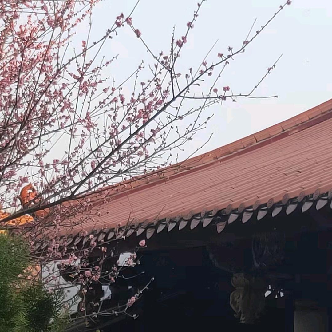 玫瑰之约