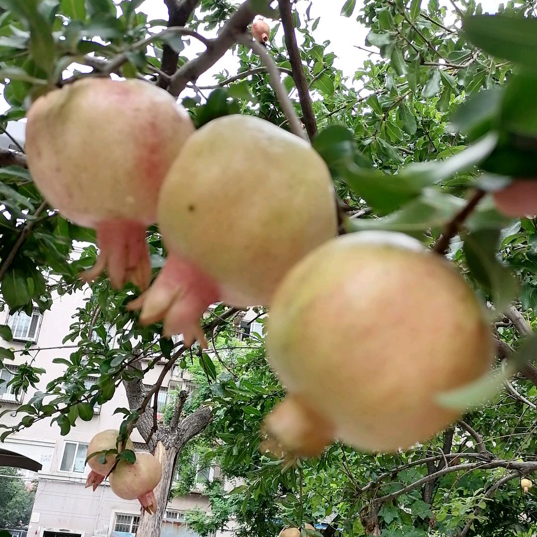 🌹细水长刘🌹