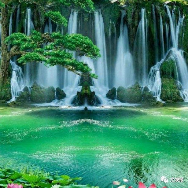 硒茶王子