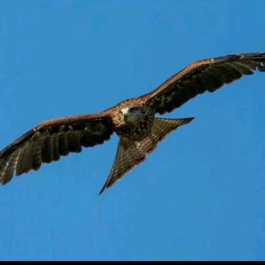 🌈无极天鹰🌈