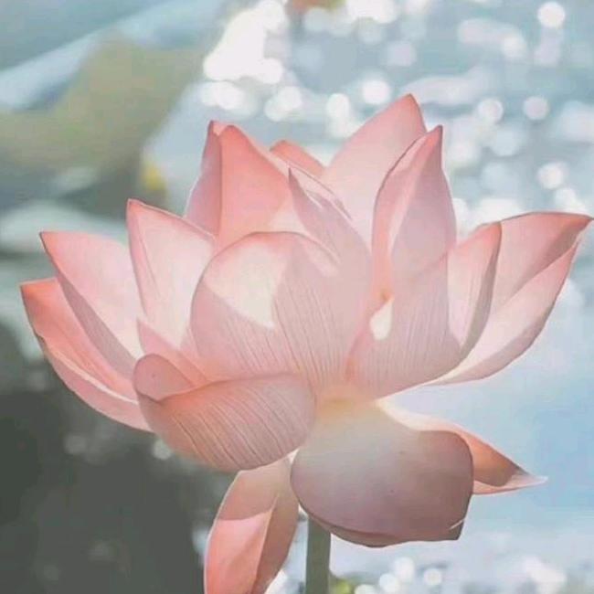 百年好合