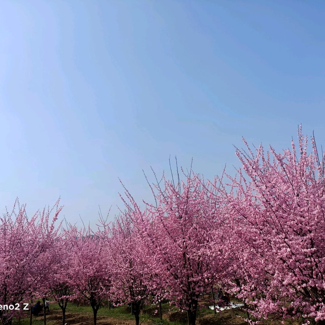 🌈艾莉纤缇～琴琴💕
