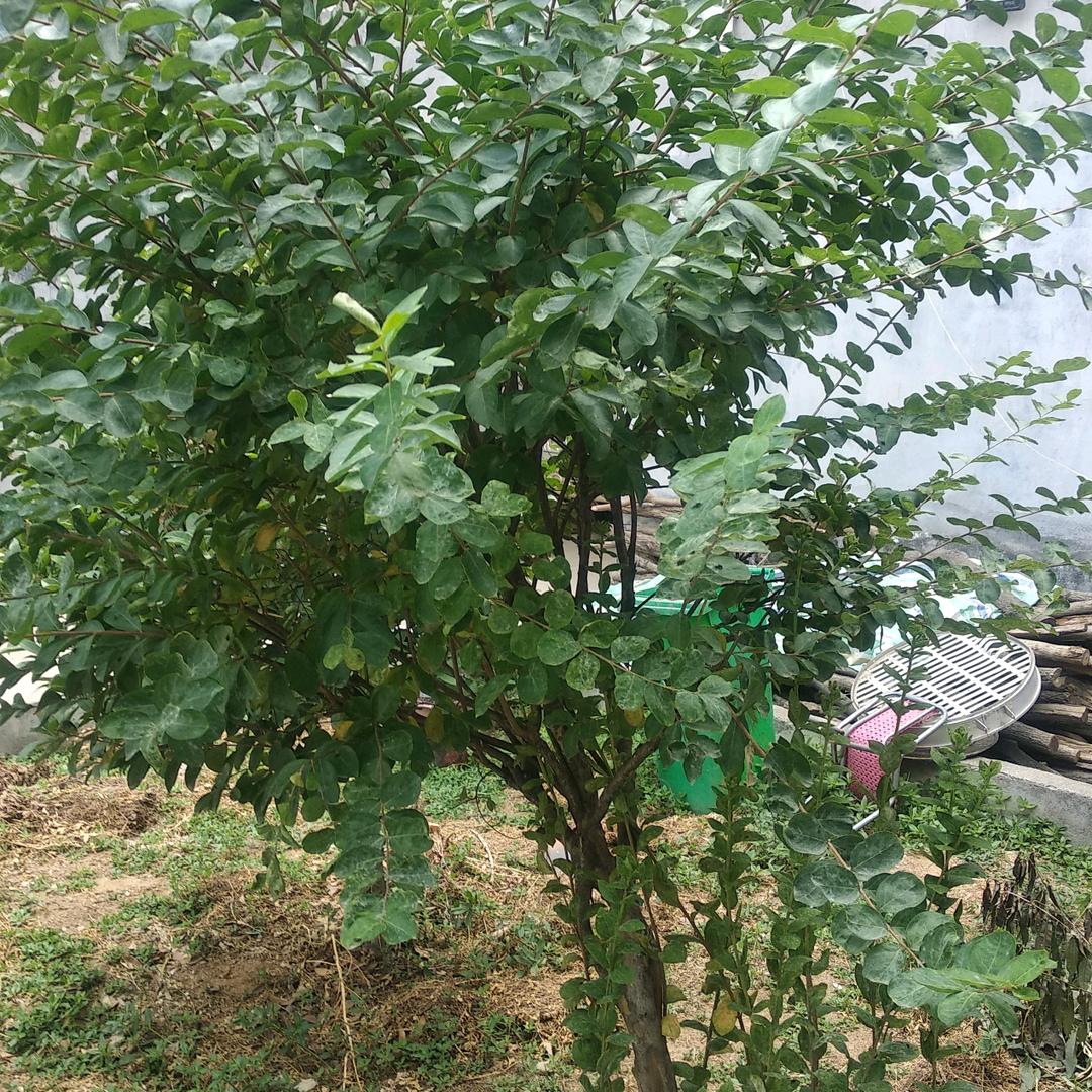 AA李留坡