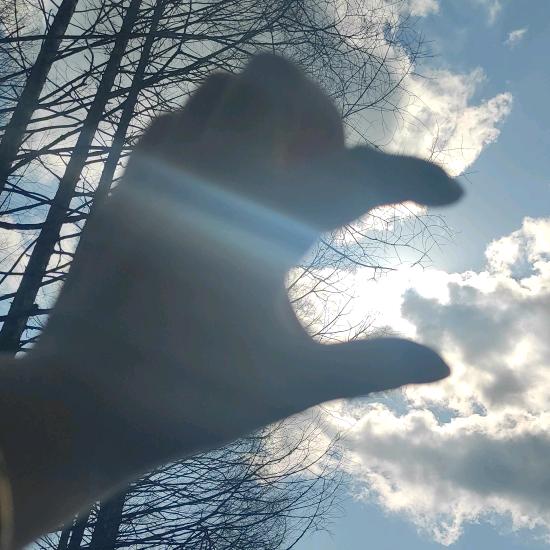 带刺玫瑰