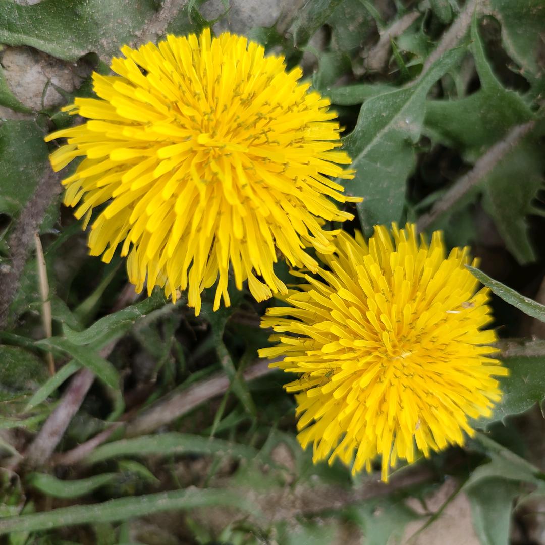 平安是福(你敬我一尺我敬你一丈）