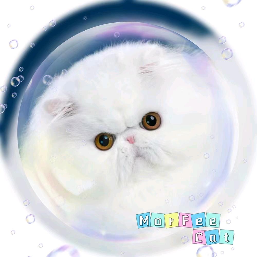 言庭猫苑～梦菲儿