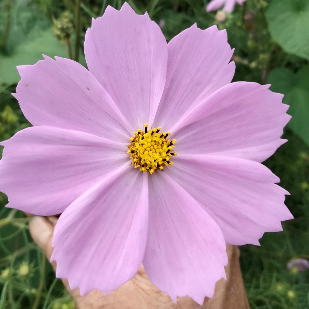 春暖花开！