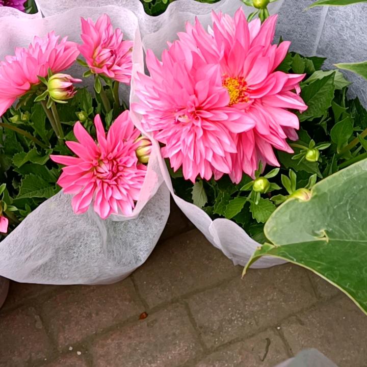 @阿玉