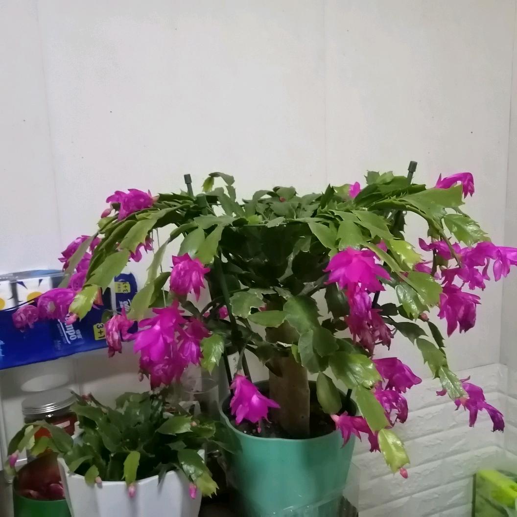 孩子他爹