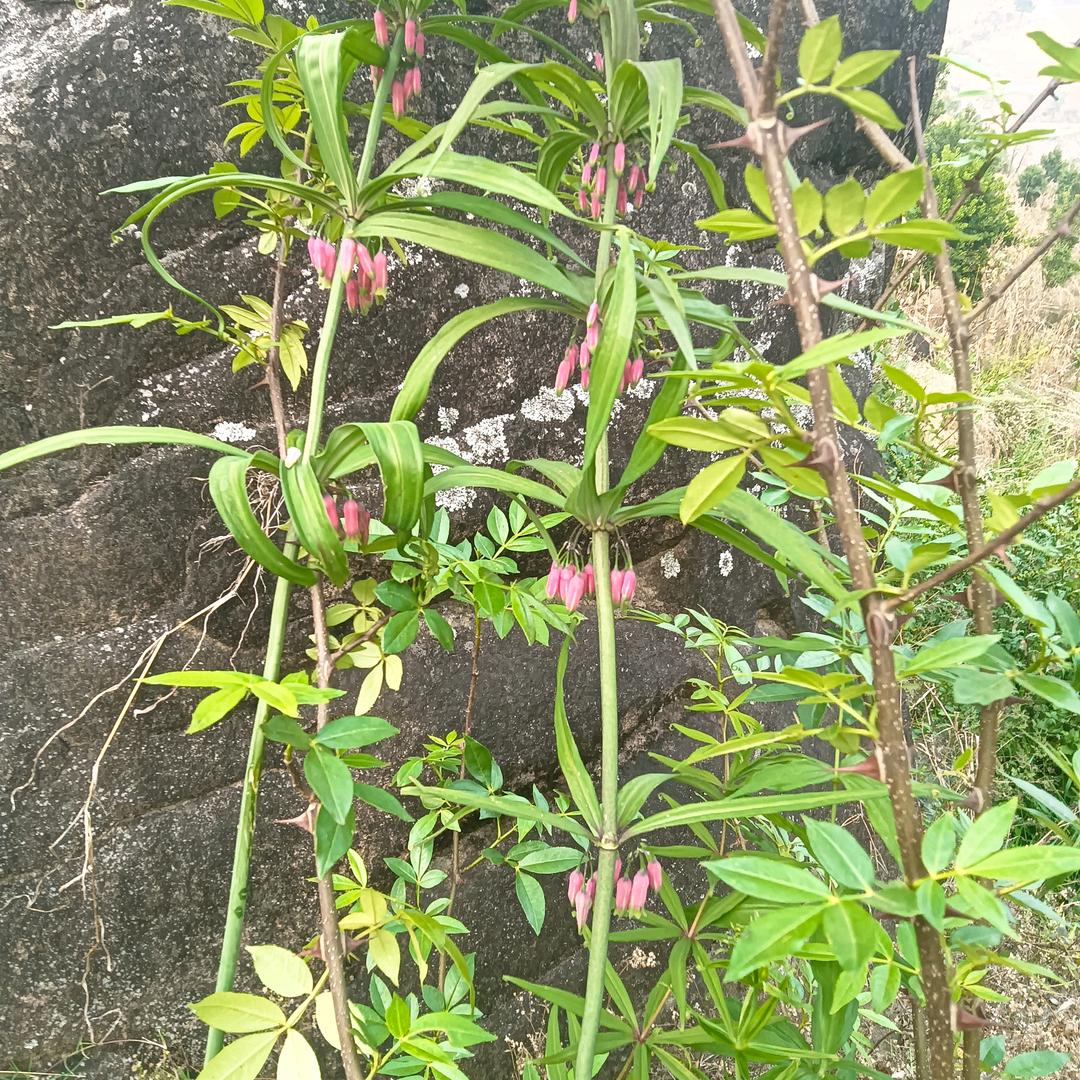 俊依茶叶坊
