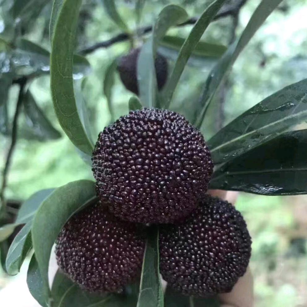 南 杨梅苗大户