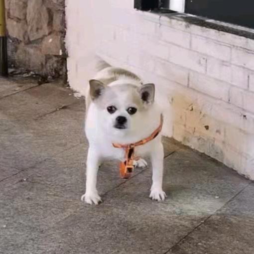 文丑人