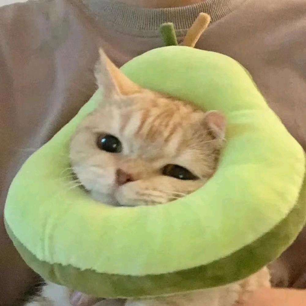 不吃鸡蛋（卑微小尧版）