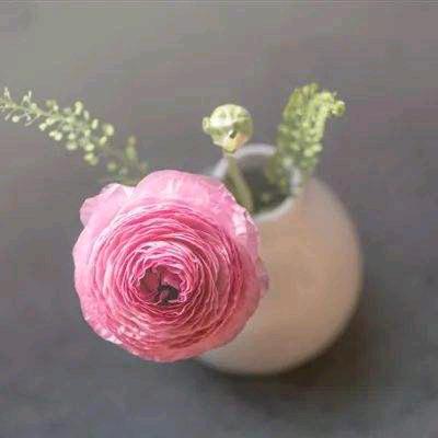 木槿花开