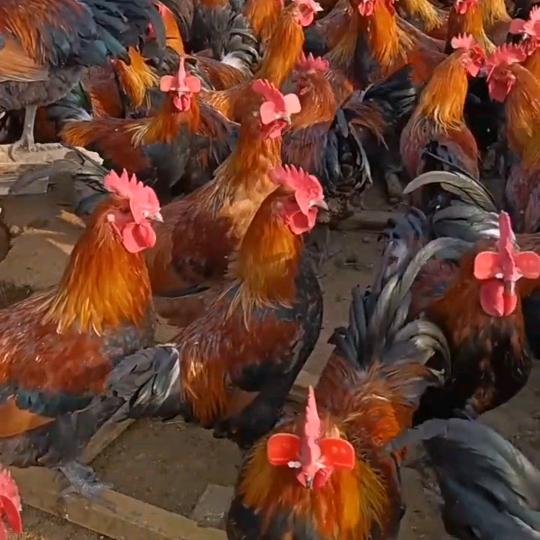 王师兄养殖技术指导