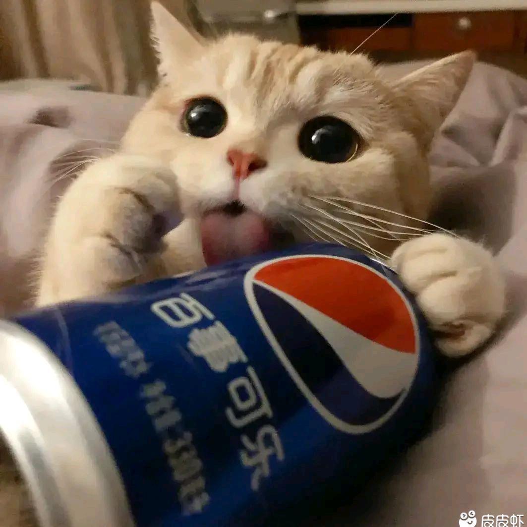 🌈不会飞的波