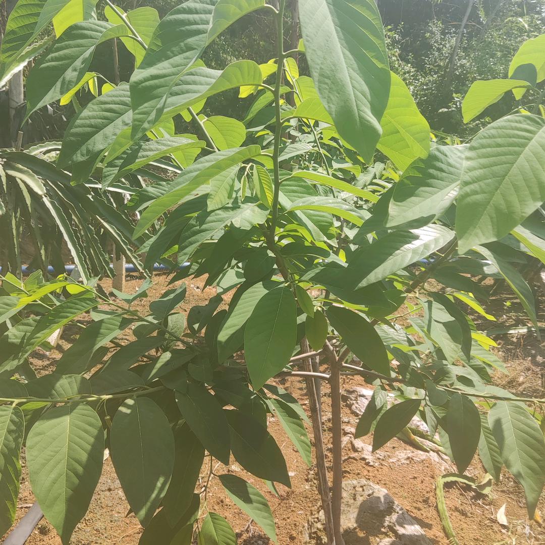 桂A青平果