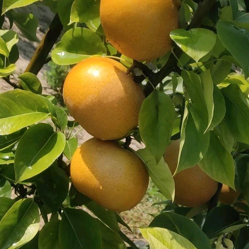 马桥梨膏