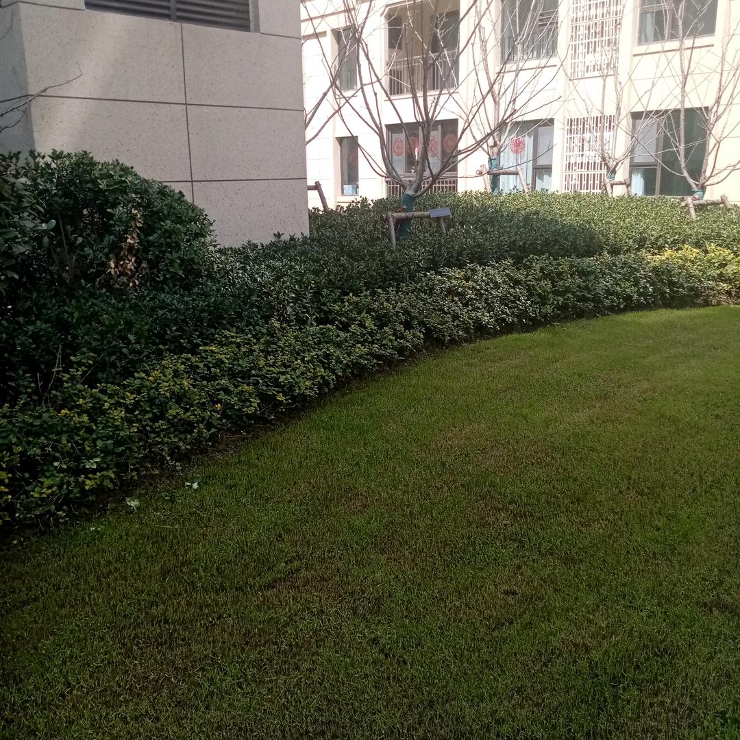 上海旭景园林绿化有限公司