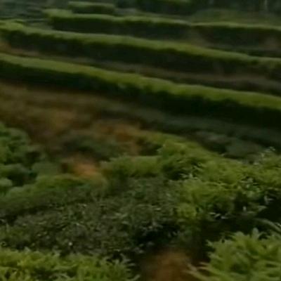 用户66516141